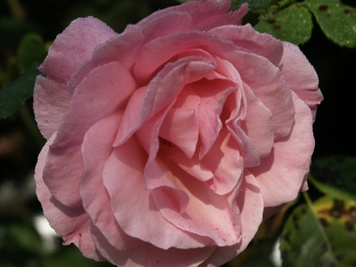 mit Morgentau bedeckte Rose im Oktober (7)