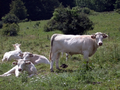 In der Rhön