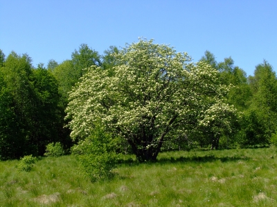 In der Rhön