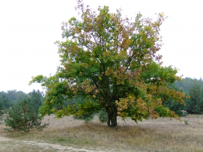 Herbstbaum