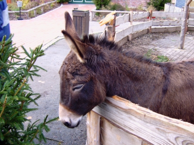 Esel auf dem Bauernhof 1