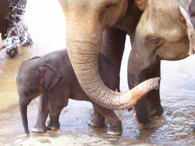 Elefantenherde Pinnawela auf Sri Lanka
