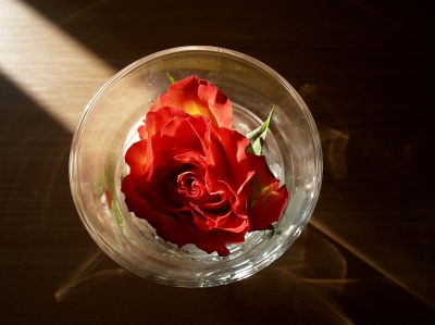 Rose im Glas