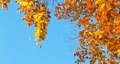 Herbst