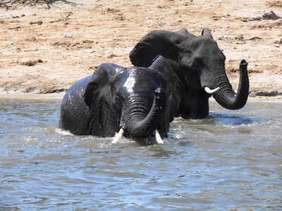 Elefanten beim Baden