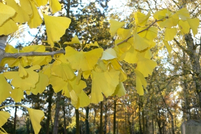 Gingko im Herbst