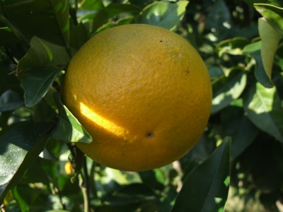 Orangen im Garten 4