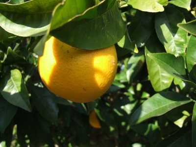 Orangen im Garten 5