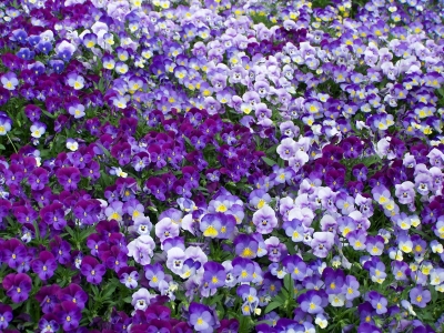 Blau-lila Farbenrausch
