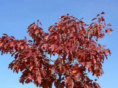 Herbstfärbung einer Roteiche