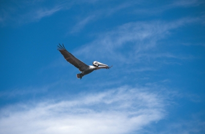 Pelikan im Flug01