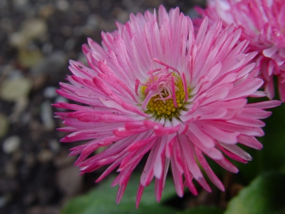 Ist das wirklich eine Strohblume?