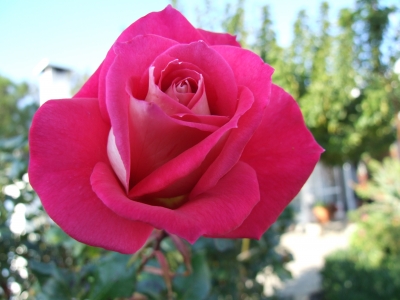 pink Rose