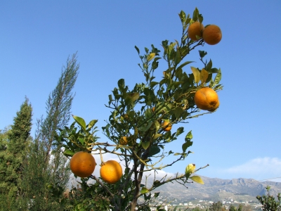 sonnenhungrige Orangen