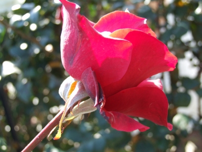 pink Rose 3