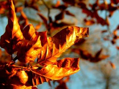 Herbstlaub