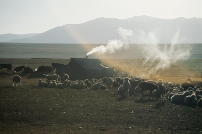 Schafe in Kirgistan