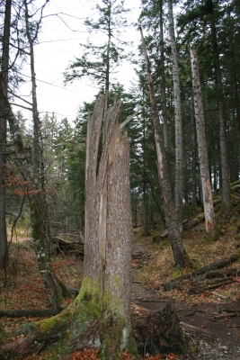 Ein Blitzeinschlag im Baum?