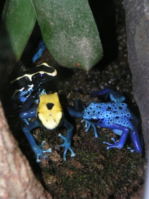 blauer Frosch