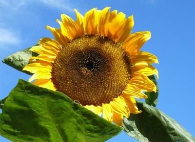 Sonnenblume