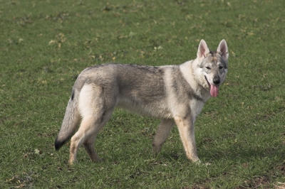 Quara - ein tschechoslowakisches Wolfshundmädchen