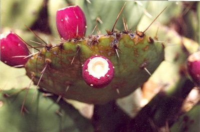 Kaktus mit Feige
