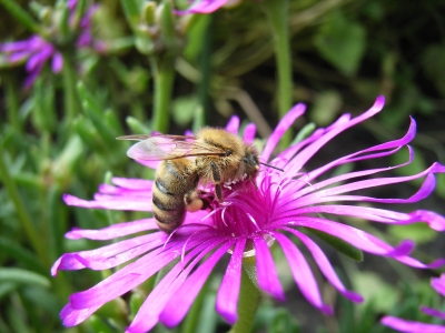 Biene im Garten