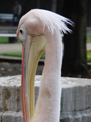 Pelikan-Passfoto