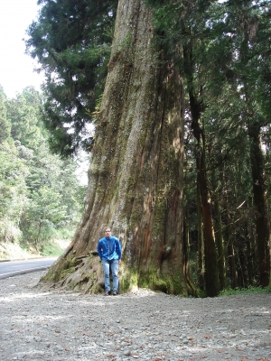 Mammutbaum am Mt. Yushan in Taiwan