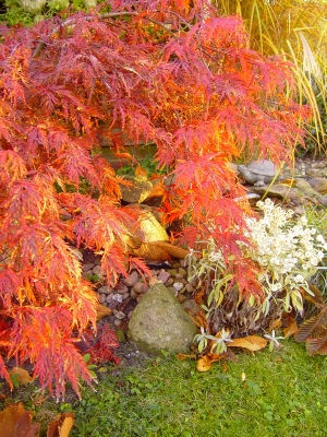 Japanischer Fächerahorn im Herbst
