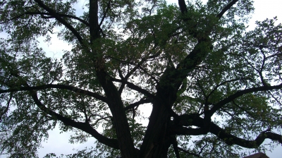Alter Baum