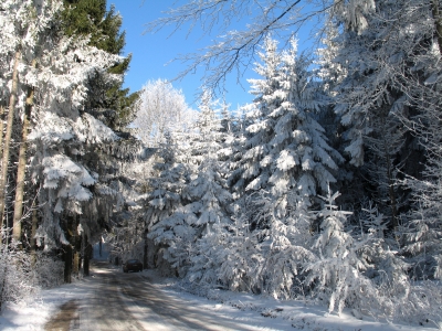 Verschneiter Waldweg