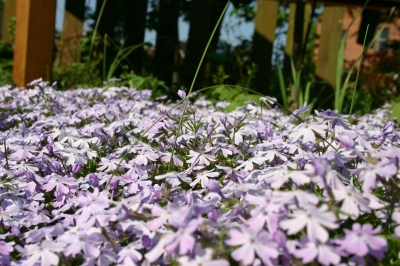 Kleine Blümchen ganz nah