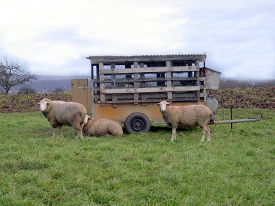 Schafe mit Schäferkarren
