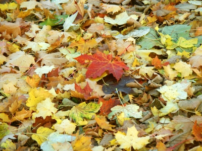 Textur Herbstblätter