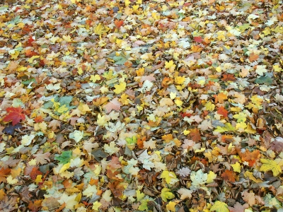 Textur Herbstblätter