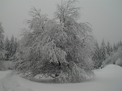 Wann wird es wieder richtig Winter?