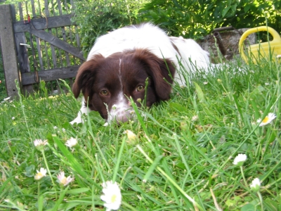 Siska im Garten1