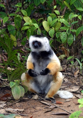 sitzender Lemur