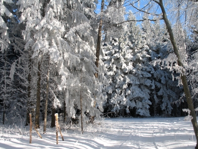 Waldlichtung