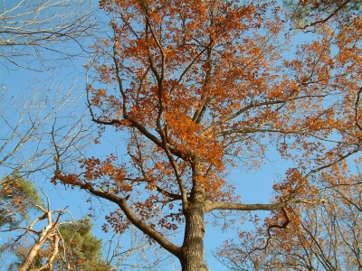 Herbstliche Bäume
