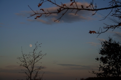 Mond über den Bäumen