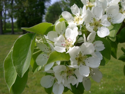 Kirschbaumblüten