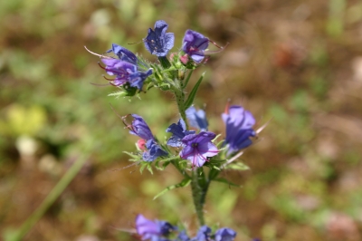 Blaues Blümchen