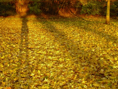 Schatten auf goldenem Laub