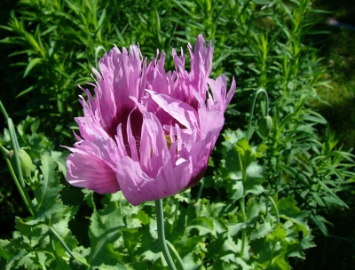 flammender Mohn