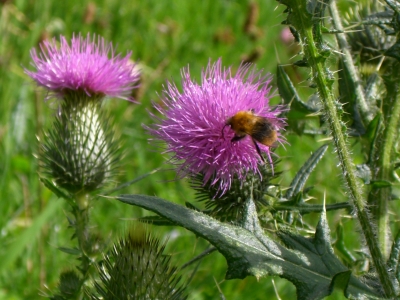 Hummel sammelt Nektar auf Distel