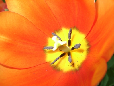 Tulpe