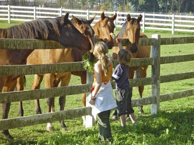 Pferde mögen Kinder