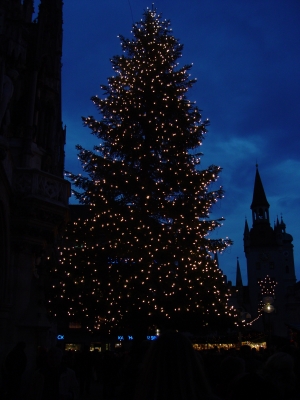 Der Weihnachtsbaum am Marienplatz in München